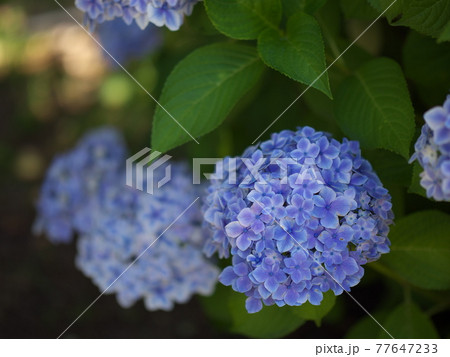 紫陽花 77647233