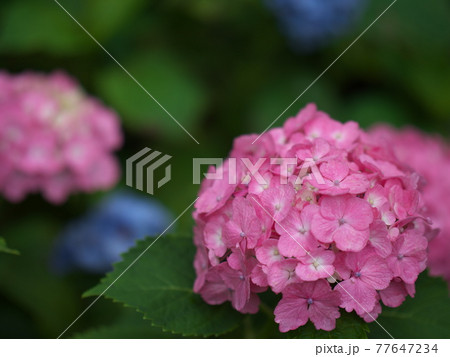 雨上がり　紫陽花② 77647234