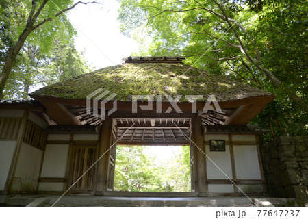 新緑の法然院　山門　京都市鹿ヶ谷 77647237