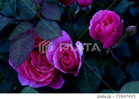 妖艶に咲く薔薇たち 77647435
