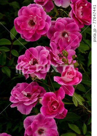 バラ 薔薇 ピンク 花びら バラ 薔薇 ピンク 花びら 77647441