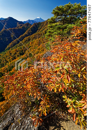 大月市・御前山から見る紅葉の山並みと富士山 大月市・御前山から見る紅葉の山並みと富士山 77647497