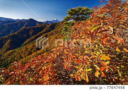 大月市・御前山から見る紅葉の山並みと富士山 大月市・御前山から見る紅葉の山並みと富士山 77647498