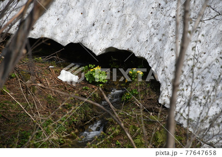 やちぶきの花　エゾノリュウキンカ 77647658