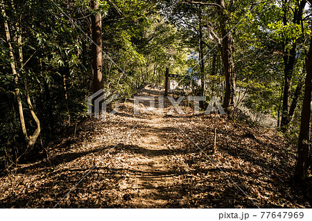 栃木百名山　大小山　登山ルートの風景　（見晴台付近）栃木県足利市　冬 77647969