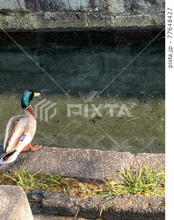 迷っている鴨 77648427