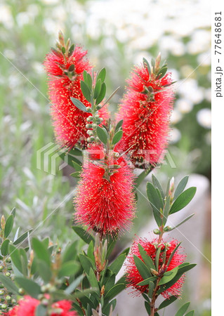 満開のブラシノ木 77648681