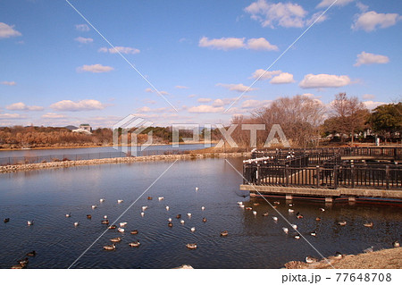 野鳥公園の昆陽池公園 野鳥公園の昆陽池公園 77648708