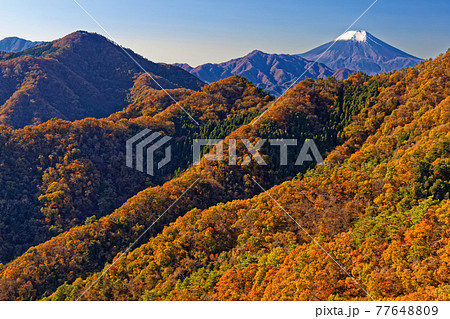 紅葉の大月市・御前山から見る富士山と九鬼山 77648809