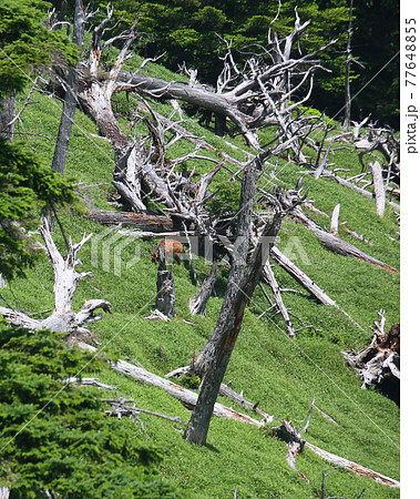 大台ケ原 夏 大台ケ原 夏 77648855