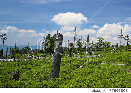 大台ケ原 夏 大台ケ原 夏 77648868
