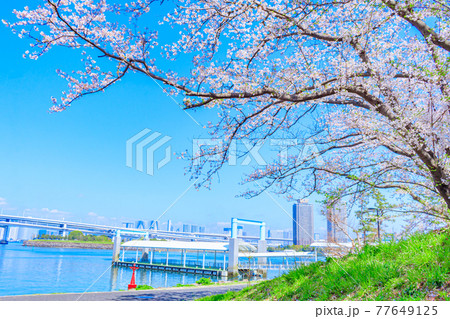 【東京の都市風景】桜とお台場の都市風景 【東京の都市風景】桜とお台場の都市風景 77649125