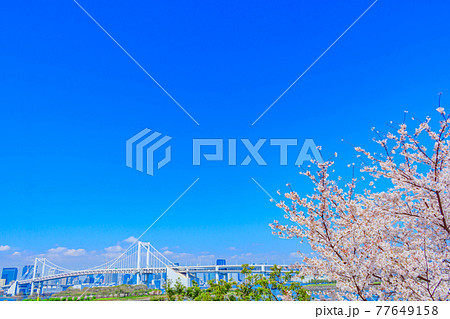 【東京の都市風景】桜とお台場の都市風景 【東京の都市風景】桜とお台場の都市風景 77649158