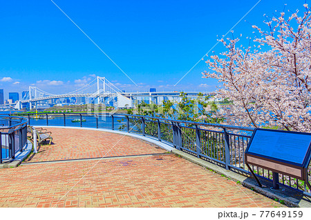 【東京の都市風景】桜とお台場の都市風景 【東京の都市風景】桜とお台場の都市風景 77649159