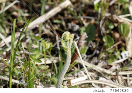 ワラビ ワラビ 77649386