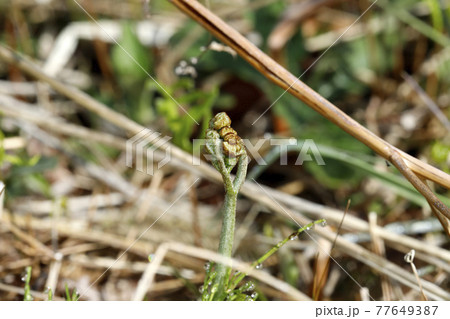 ワラビ ワラビ 77649387