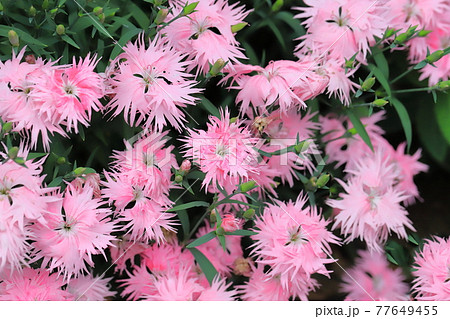 ピンク色の河原撫子(カワラナデシコ) ピンク色の河原撫子(カワラナデシコ) 77649455