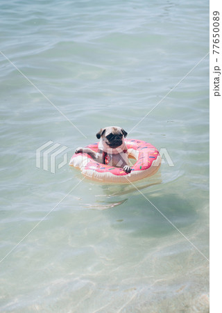 Funny birthday dog playing  with paper digit 2 on the pink background 77650089