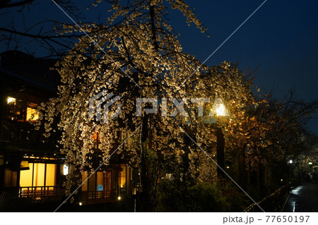 花見小路の夜桜 花見小路の夜桜 77650197