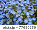 ひたち海浜公園の見頃後半のネモフィラ／2021年5月撮 77650259