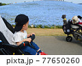 ひたち海浜公園のネモフィラを眺める幼児と犬の後ろ姿 77650260