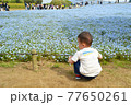 見頃後半のネモフィラをしゃがんで眺める幼児の後ろ姿／ひたち海浜公園 77650261