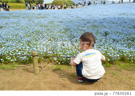 見頃後半のネモフィラをしゃがんで眺める幼児の後ろ姿/ひたち海浜公園 見頃後半のネモフィラをしゃがんで眺める幼児の後ろ姿/ひたち海浜公園 77650261