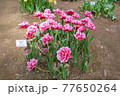 ひたち海浜公園のコロンブスの花 77650264