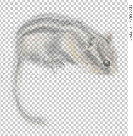 Chipmunk pencil drawing Chipmunk pencil drawing 77650333