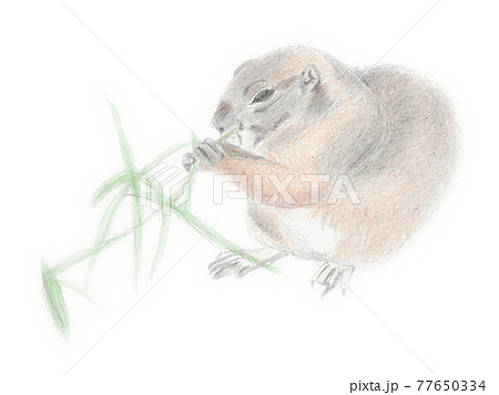 草を食べるプレーリードッグの鉛筆画 77650334