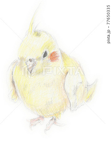 オカメインコの鉛筆画のイラスト素材 [77650335] - PIXTA