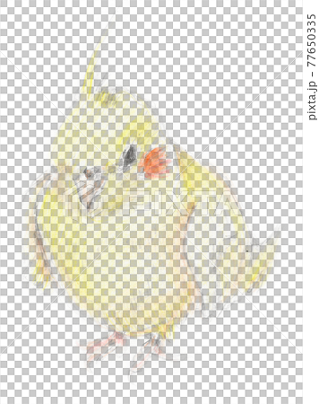 鸚鵡鉛筆劃 77650335