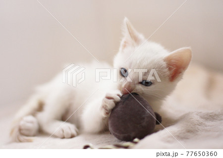 ねずみのおもちゃで遊ぶ子猫 ねずみのおもちゃで遊ぶ子猫 77650360