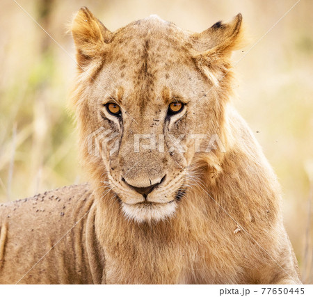 Beautiful pictures of Tanzania Beautiful pictures of Tanzania 77650445