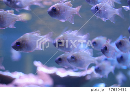 熱帯魚 熱帯魚 77650451