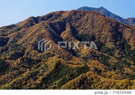大月・菊花山から見る紅葉の高川山と三ツ峠 77650480