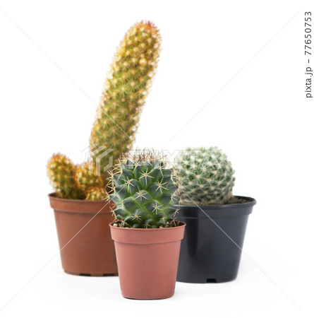 Different succulents and cactus in pots on white 77650753