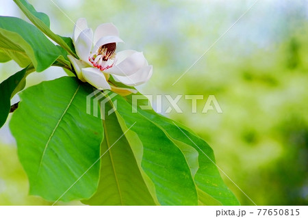ホオの木の白い花 ホオの木の白い花 77650815