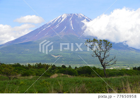 初夏の富士山 夏の雲(朝霧高原/静岡県富士宮市) 初夏の富士山 夏の雲(朝霧高原/静岡県富士宮市) 77650958