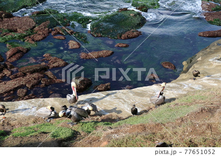 カリフォルニア 海辺のペリカン カリフォルニア 海辺のペリカン 77651052