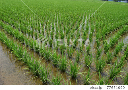 田植え1ヶ月後の水田 田植え1ヶ月後の水田 77651090