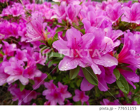 ツツジ 77651155