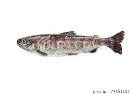 白背景のアマゴのクローズアップ 77651182