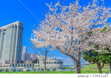 【東京の都市風景】桜とお台場の都市風景 【東京の都市風景】桜とお台場の都市風景 77651187