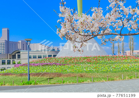 【東京の都市風景】春のお台場の都市風景 77651199