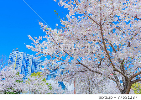 【東京の都市風景】桜とお台場の都市風景 77651237