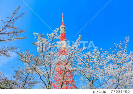 春の東京都市風景(東京タワーと桜) 春の東京都市風景(東京タワーと桜) 77651400