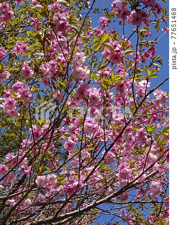 サトザクラ　ヤエザクラ　八重桜　ボタンザクラ 77651468