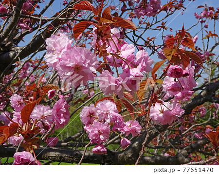 サトザクラ　ヤエザクラ　八重桜　ボタンザクラ 77651470