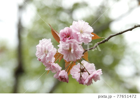 サトザクラ　ヤエザクラ　八重桜　ボタンザクラ 77651472